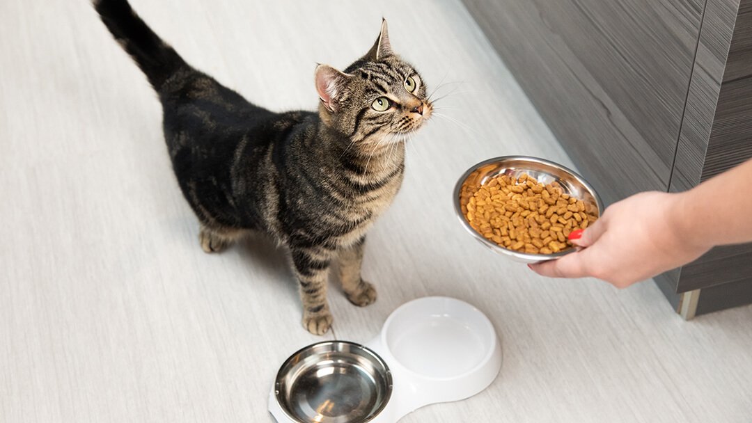 boîtes ou croquettes pour chat